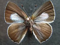 Philiris sappheira manskiei - Adult